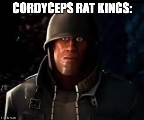 Emesis Blue Solider Staring | CORDYCEPS RAT KINGS: | image tagged in emesis blue solider staring | made w/ Imgflip meme maker