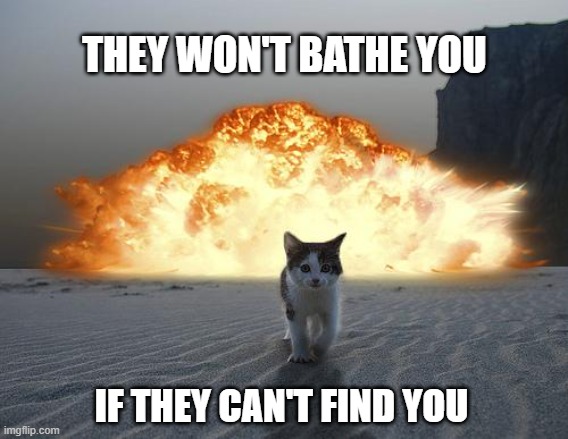 cat explosion | THEY WON'T BATHE YOU; IF THEY CAN'T FIND YOU | image tagged in cat explosion | made w/ Imgflip meme maker