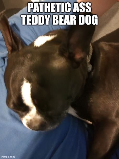 Ge so krunkln | PATHETIC ASS TEDDY BEAR DOG | made w/ Imgflip meme maker