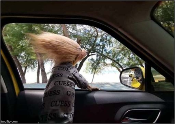 He Loves The Wind In His Hair ! | image tagged in dogs,car,speed,wind,relatable | made w/ Imgflip meme maker