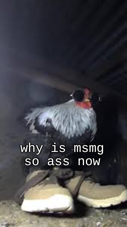 Drip chicken Sp3x_ | why is msmg so ass now | image tagged in drip chicken sp3x_ | made w/ Imgflip meme maker