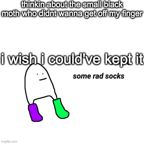 aw dangit | thinkin about the small black moth who didnt wanna get off my finger; i wish i could've kept it | image tagged in rad socks but your life isnt falling apart | made w/ Imgflip meme maker