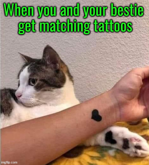 Adorable | When you and your bestie 
get matching tattoos | image tagged in cats | made w/ Imgflip meme maker