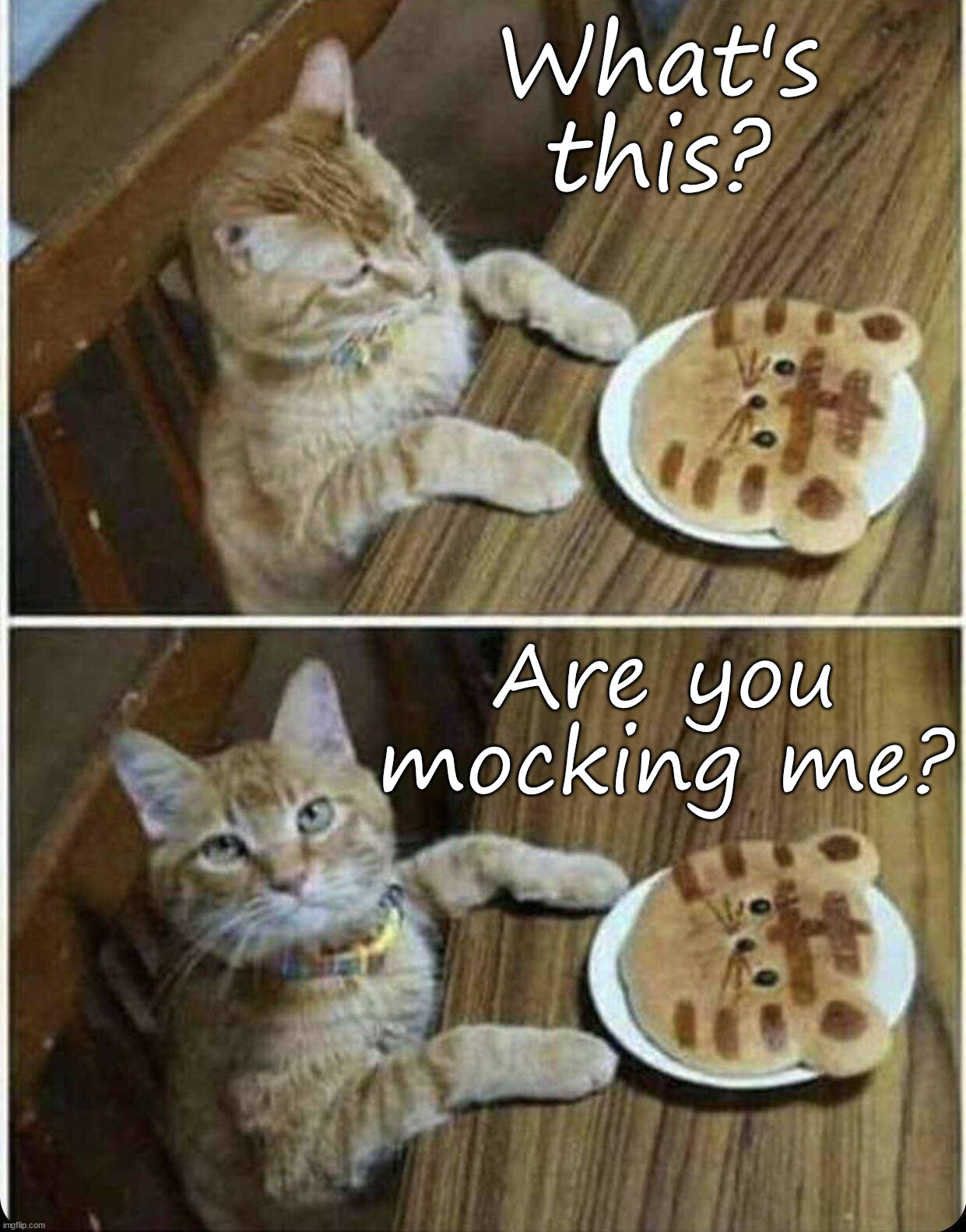 What am I eating? | What's this? Are you mocking me? | image tagged in cats | made w/ Imgflip meme maker