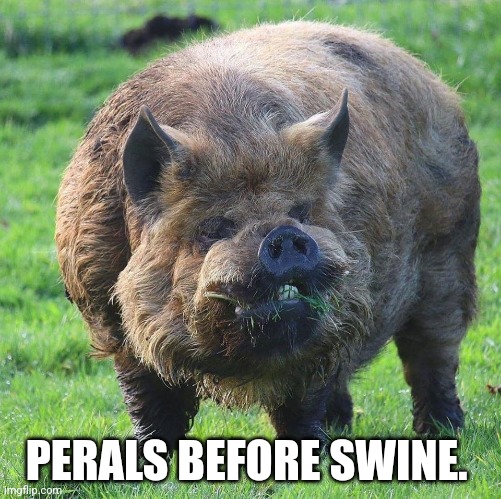 Hairy Boar | PERALS BEFORE SWINE. | image tagged in hairy boar | made w/ Imgflip meme maker