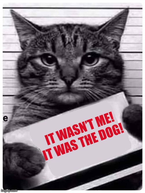 cat prison | IT WASN’T ME! IT WAS THE DOG! | image tagged in cat prison | made w/ Imgflip meme maker