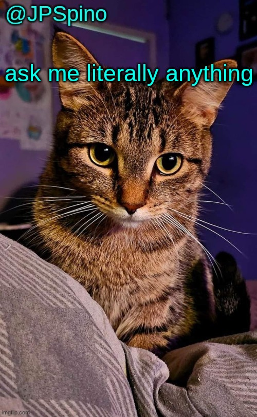 JPSpino's cat temp | ask me literally anything | image tagged in jpspino's cat temp | made w/ Imgflip meme maker