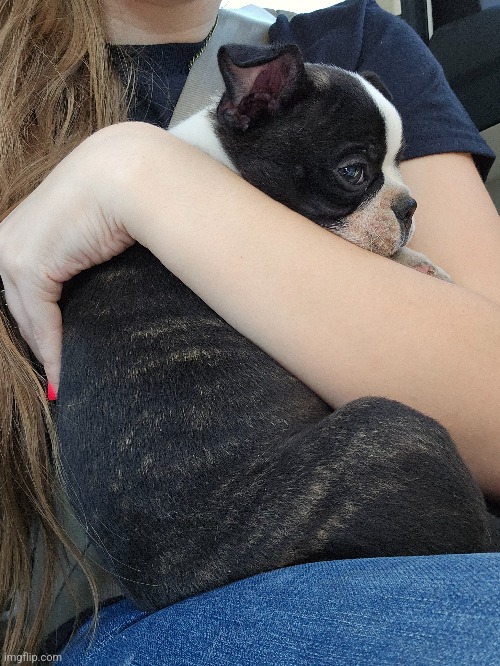 Say hello to Archie!!!!!!! | made w/ Imgflip meme maker