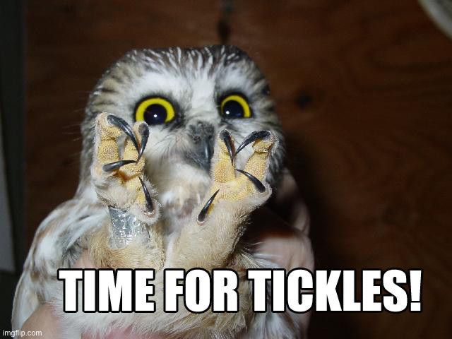 Tickles | image tagged in tickles | made w/ Imgflip meme maker