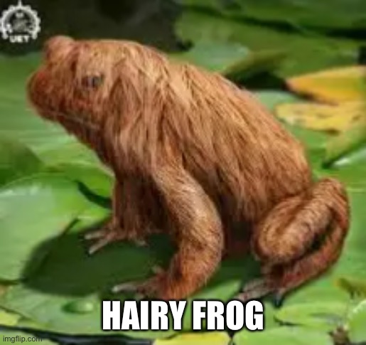 Hairy frog | HAIRY FROG | image tagged in hairy frog | made w/ Imgflip meme maker