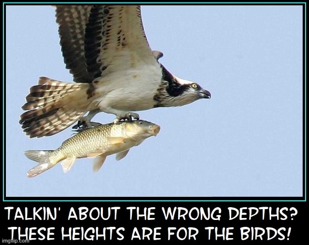 A fish can drown caught in the wrong depths of water | image tagged in vince vance,eagle,hawk,fish,birds of prey,memes | made w/ Imgflip meme maker