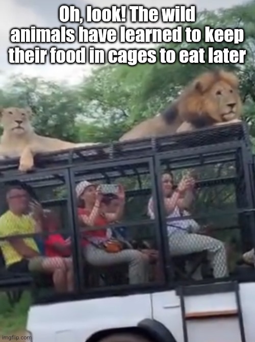 Pre-packaged humans | Oh, look! The wild animals have learned to keep their food in cages to eat later | image tagged in lions,wild,animals,eating,people,africa | made w/ Imgflip meme maker