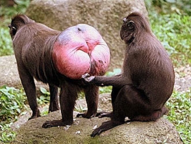 Monkey butt | image tagged in monkey butt | made w/ Imgflip meme maker