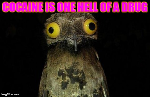 Weird Stuff I Do Potoo | COCAINE IS ONE HELL OF A DRUG | image tagged in memes,weird stuff i do potoo | made w/ Imgflip meme maker