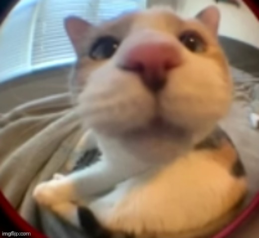 Why do silly cat images remind me of Will | made w/ Imgflip meme maker