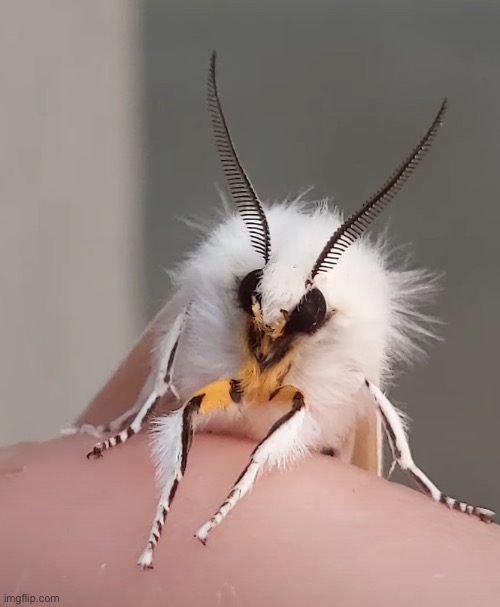 Who wants one as a pet guys | made w/ Imgflip meme maker