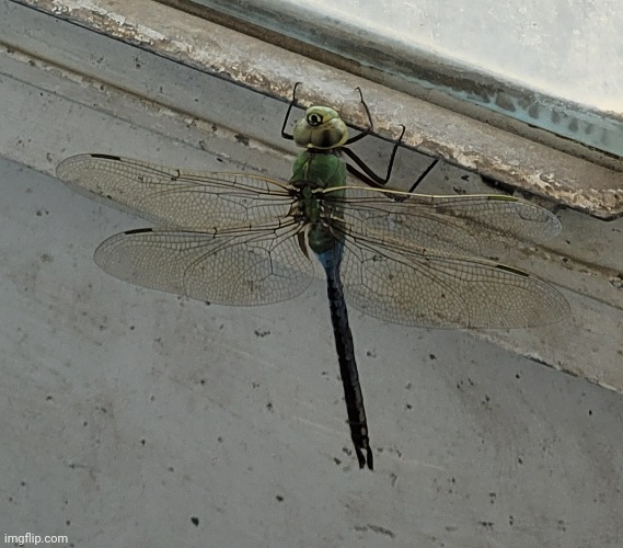 Random dragonfly I saw today, somehow he got stuck between our screen door and our metal door, and just chilled there lol | made w/ Imgflip meme maker