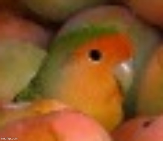 Unsettled Mango Bird | image tagged in unsettled mango bird | made w/ Imgflip meme maker