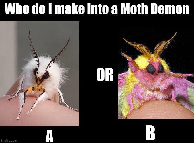 It will kind of look like valentino but cuter | Who do I make into a Moth Demon; OR; A; B | image tagged in blank black | made w/ Imgflip meme maker