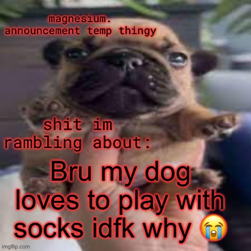 pug temp | Bru my dog loves to play with socks idfk why 😭 | image tagged in pug temp | made w/ Imgflip meme maker