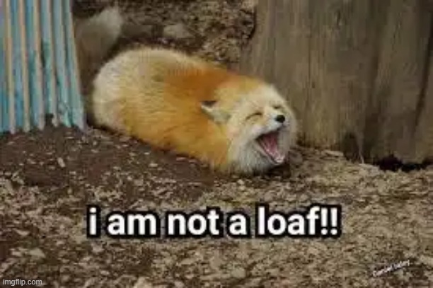 still a loaf fomx lol | image tagged in fox,fomx,loaf,wholesome | made w/ Imgflip meme maker