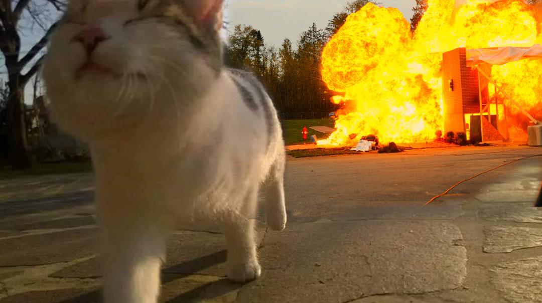 High Quality explosion cat Blank Meme Template