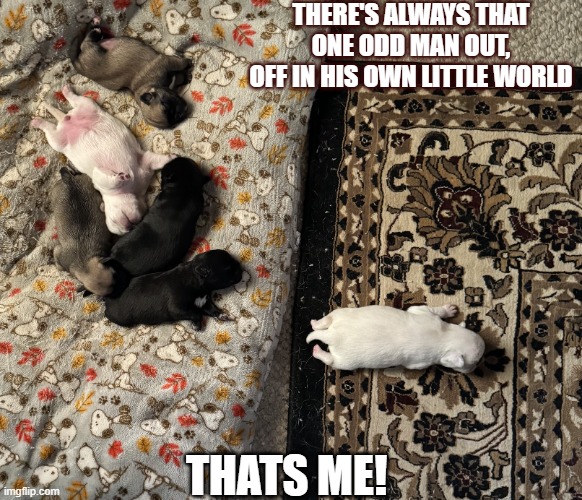 So Weird | THERE'S ALWAYS THAT ONE ODD MAN OUT, OFF IN HIS OWN LITTLE WORLD; THATS ME! | image tagged in pug life,pugs,cute animals,animal meme | made w/ Imgflip meme maker