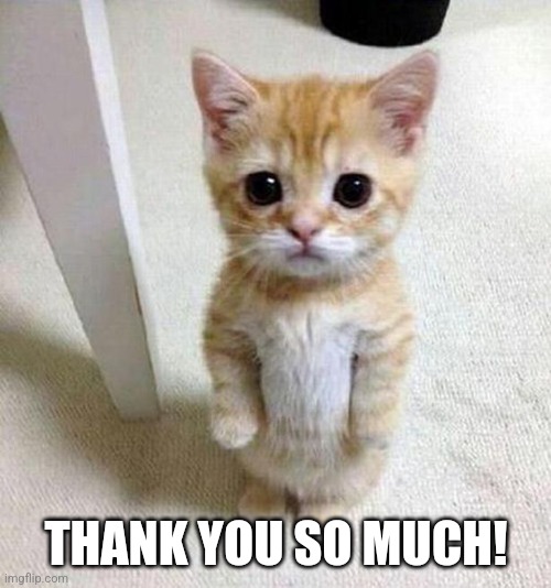 Thank you kitten | THANK YOU SO MUCH! | image tagged in thank you kitten | made w/ Imgflip meme maker