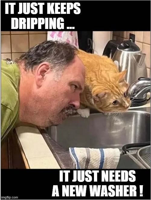 Cat Gives Plumbing Advice ! | IT JUST KEEPS DRIPPING ... IT JUST NEEDS A NEW WASHER ! | image tagged in cats,plumbing,advice | made w/ Imgflip meme maker