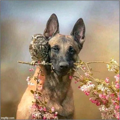 How To Carry Your Owl Pal | image tagged in dogs,carrying,owl | made w/ Imgflip meme maker