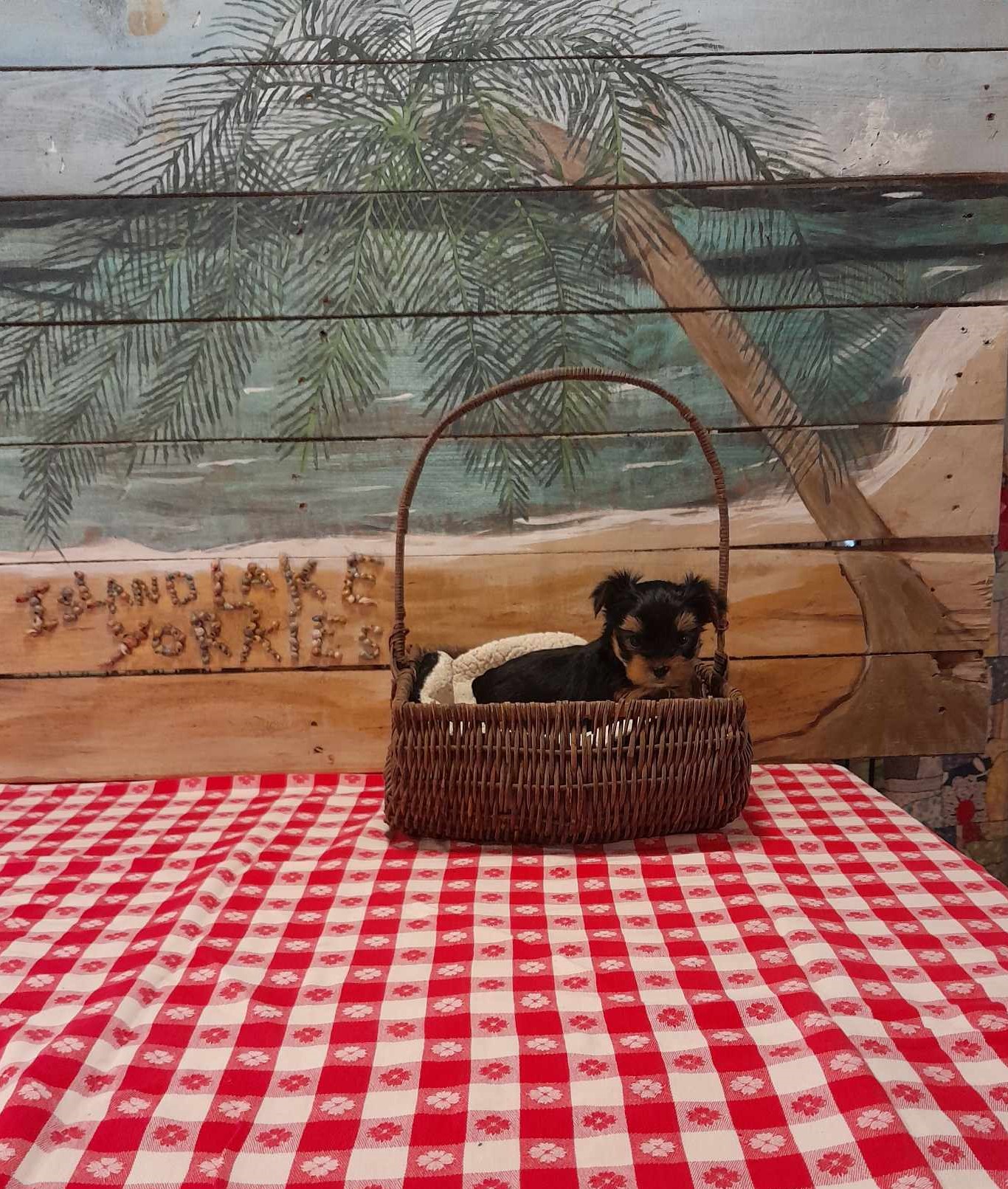 pup in a basket Blank Meme Template