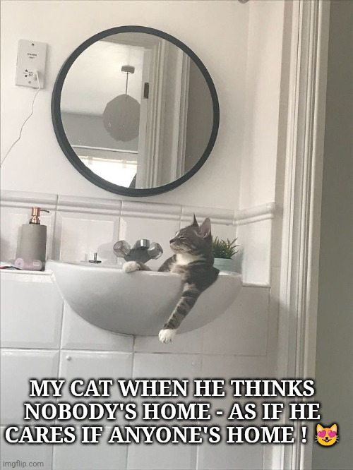 My Crazy Cat | MY CAT WHEN HE THINKS NOBODY'S HOME - AS IF HE CARES IF ANYONE'S HOME ! 😻 | image tagged in funny cats,cat | made w/ Imgflip meme maker