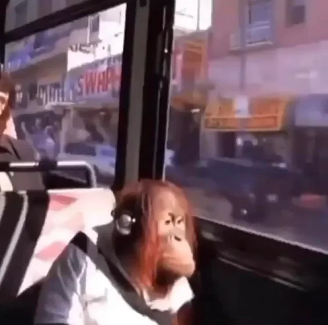 High Quality Monkey on bus with headphones Blank Meme Template