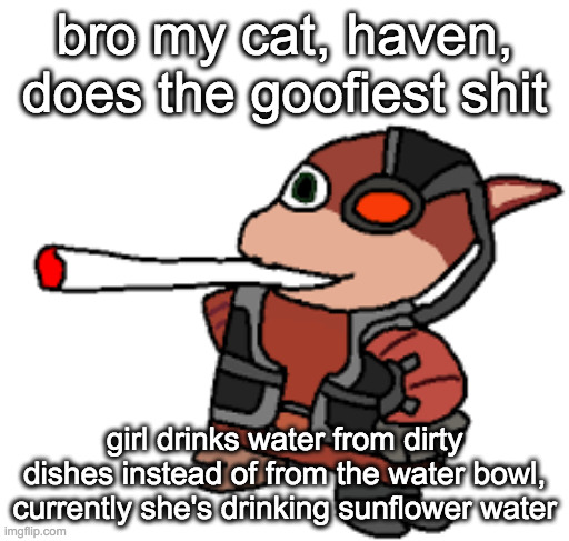 silly goober | bro my cat, haven, does the goofiest shit; girl drinks water from dirty dishes instead of from the water bowl, currently she's drinking sunflower water | image tagged in grox with a fat blunt | made w/ Imgflip meme maker