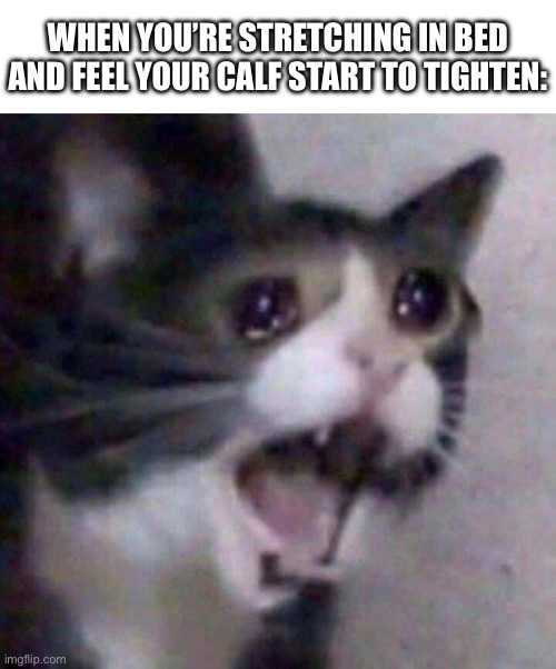 Femur breaker | WHEN YOU’RE STRETCHING IN BED AND FEEL YOUR CALF START TO TIGHTEN: | image tagged in screaming cat meme,memes,relatable,cats,animals,so true memes | made w/ Imgflip meme maker