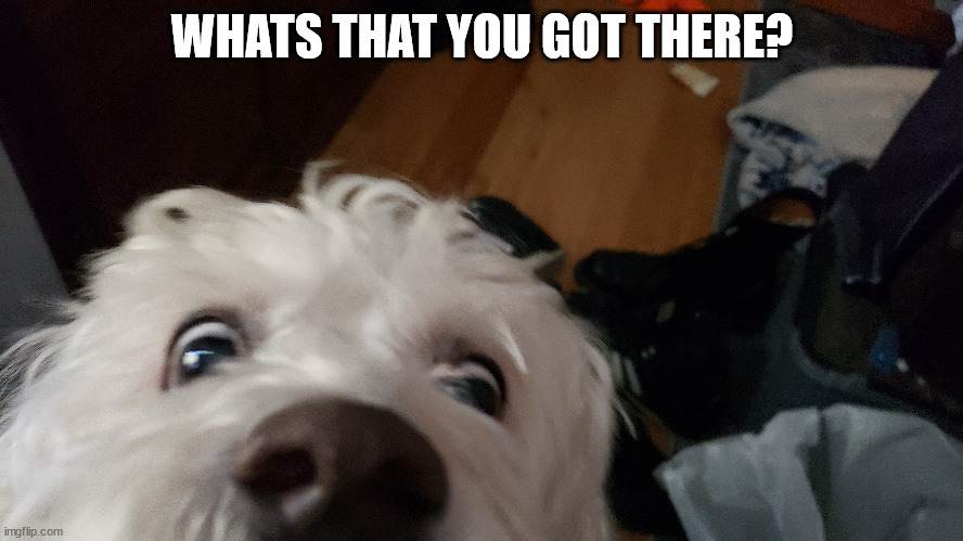 What's that you got there? | WHATS THAT YOU GOT THERE? | image tagged in cute dog,funny animals,dog,doggo,curiosity | made w/ Imgflip meme maker