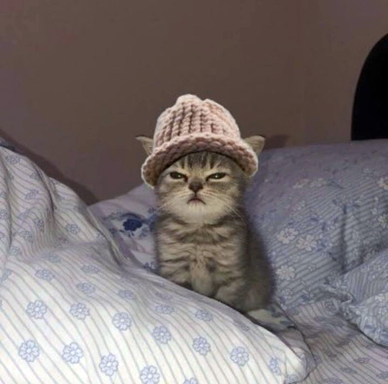 beni cat Blank Meme Template