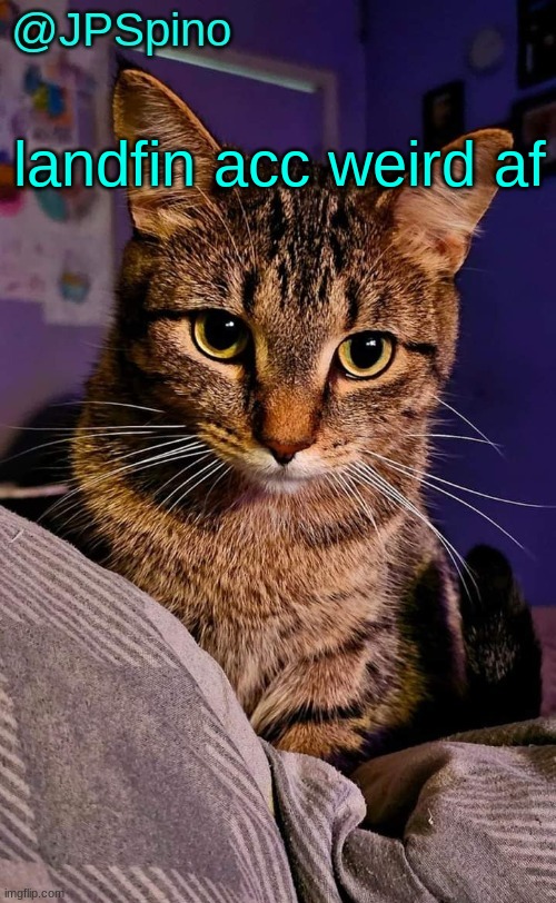 JPSpino's cat temp | landfin acc weird af | image tagged in jpspino's cat temp | made w/ Imgflip meme maker