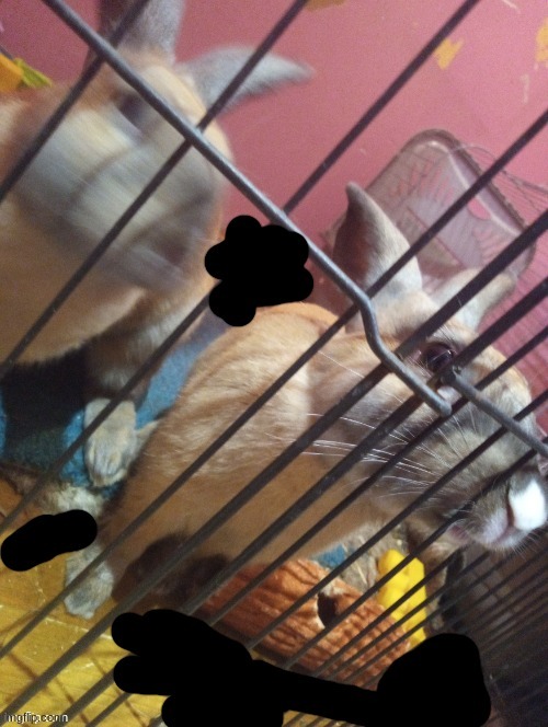 my bunnies coco (left) and chocolate (right) :D | made w/ Imgflip meme maker