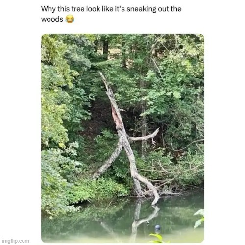 image tagged in memes | made w/ Imgflip meme maker