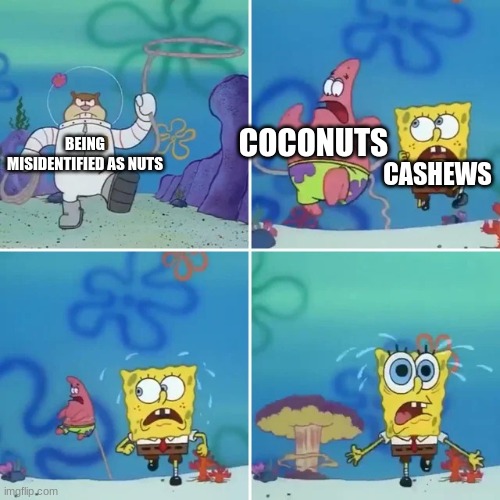 they ain't nuts, look it up | COCONUTS; BEING MISIDENTIFIED AS NUTS; CASHEWS | image tagged in sandy catches squidward and patrick,nuts,coconut,spongebob | made w/ Imgflip meme maker