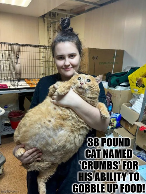 Crumbs the cat that can gobble up everything to include crumbs! | 38 POUND CAT NAMED 'CRUMBS' FOR HIS ABILITY TO GOBBLE UP FOOD! | image tagged in bread crumbs,fat cat | made w/ Imgflip meme maker