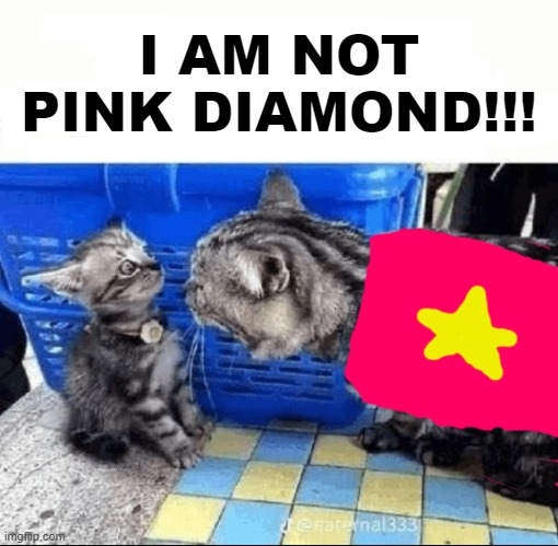 basically steven universe | I AM NOT PINK DIAMOND!!! | image tagged in cat yelling to a kitten | made w/ Imgflip meme maker