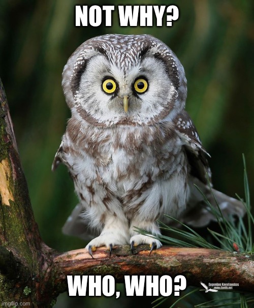 Owl | NOT WHY? WHO, WHO? | image tagged in owl | made w/ Imgflip meme maker