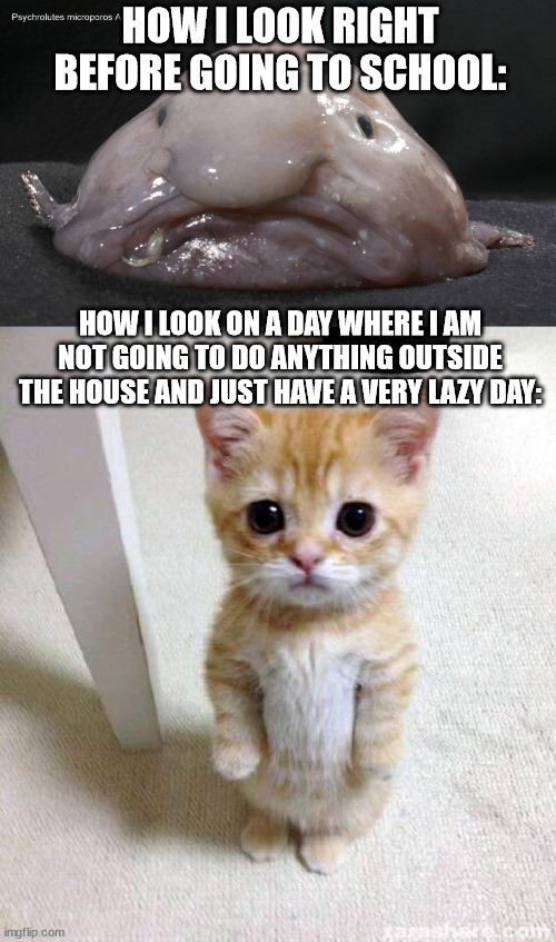 >:( | HOW I LOOK RIGHT BEFORE GOING TO SCHOOL:; HOW I LOOK ON A DAY WHERE I AM NOT GOING TO DO ANYTHING OUTSIDE THE HOUSE AND JUST HAVE A VERY LAZY DAY: | image tagged in memes,cute cat,ugly,school,beauty,lazy | made w/ Imgflip meme maker