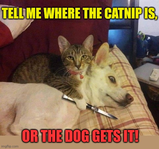 Bad Kitty | TELL ME WHERE THE CATNIP IS, OR THE DOG GETS IT! | image tagged in cats,gone bad,catnip,crazy,kitty | made w/ Imgflip meme maker