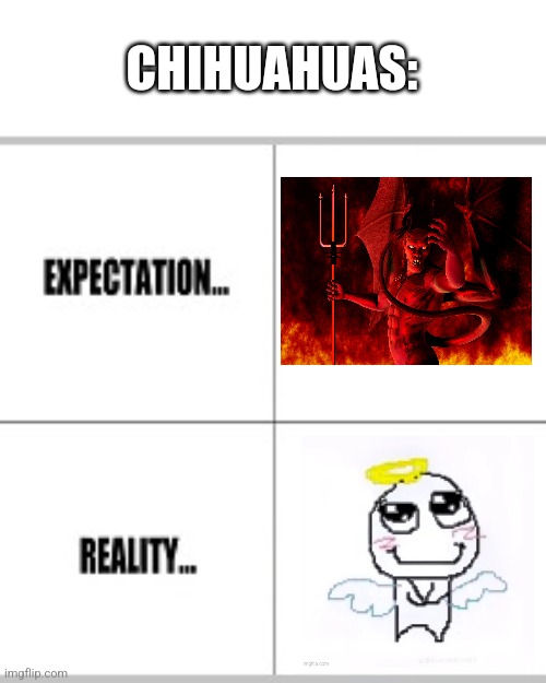 Expectation vs Reality | CHIHUAHUAS: | image tagged in expectation vs reality,dogs,chihuahua | made w/ Imgflip meme maker