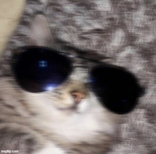 drip cat | image tagged in drip cat | made w/ Imgflip meme maker