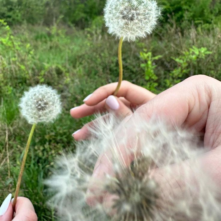 Three Wishing Flowers Blank Meme Template