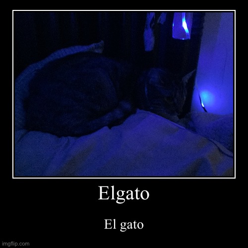 Elgato | El gato | image tagged in funny,demotivationals | made w/ Imgflip demotivational maker